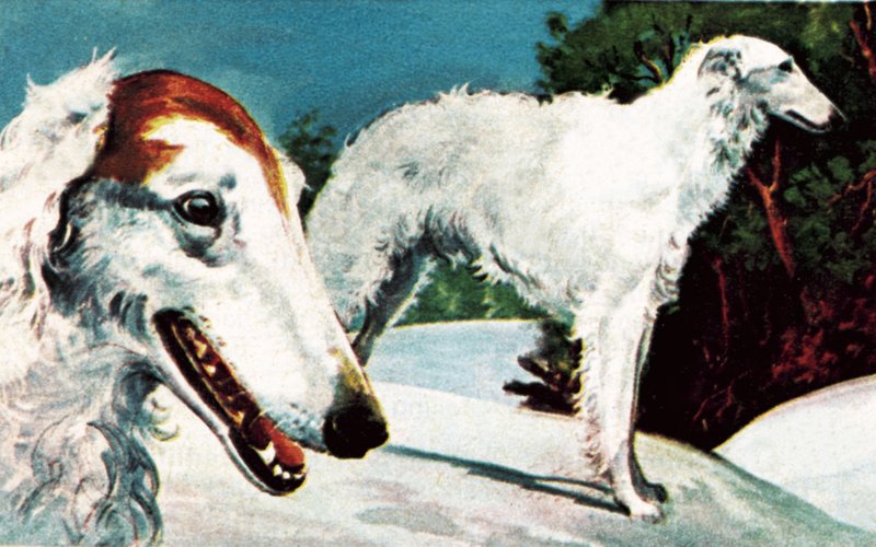 Borzoi door English School