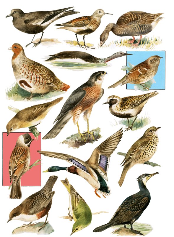 Britse Vogels door English School