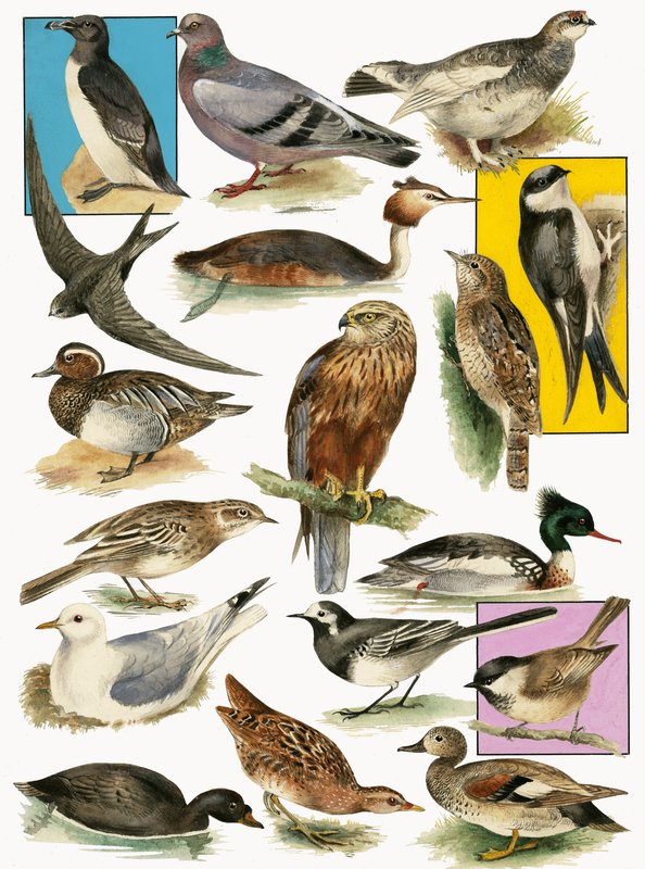 Britse vogels door English School