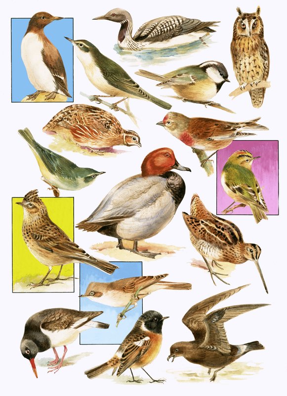 Britse vogels door English School
