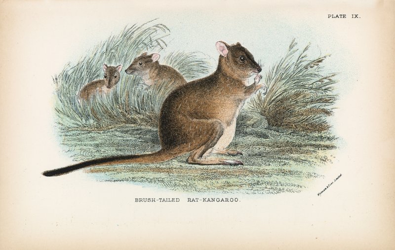 Borstelstaart rat-kangoeroe door English School