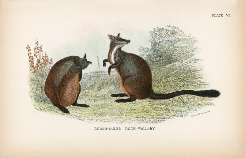 Borstelstaartrotswallaby door English School