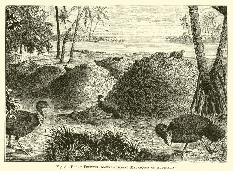 Borstelkalkoenen, Hoopbouwende Megapoden van Australië door English School