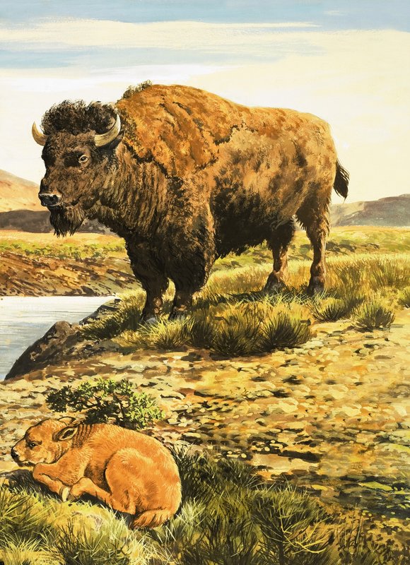 Buffel door English School