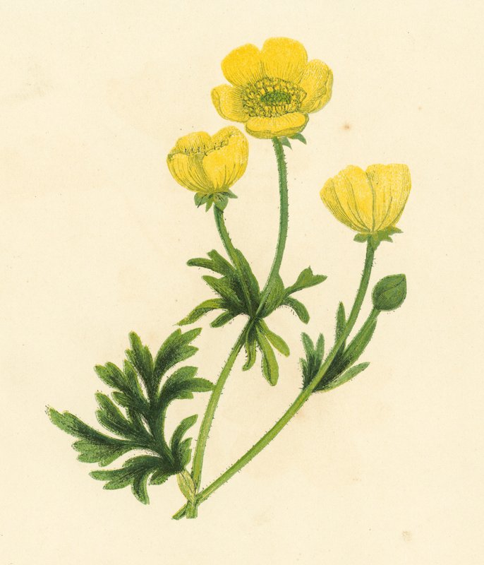 Boterbloem, Ranunculus Bulbosus door English School