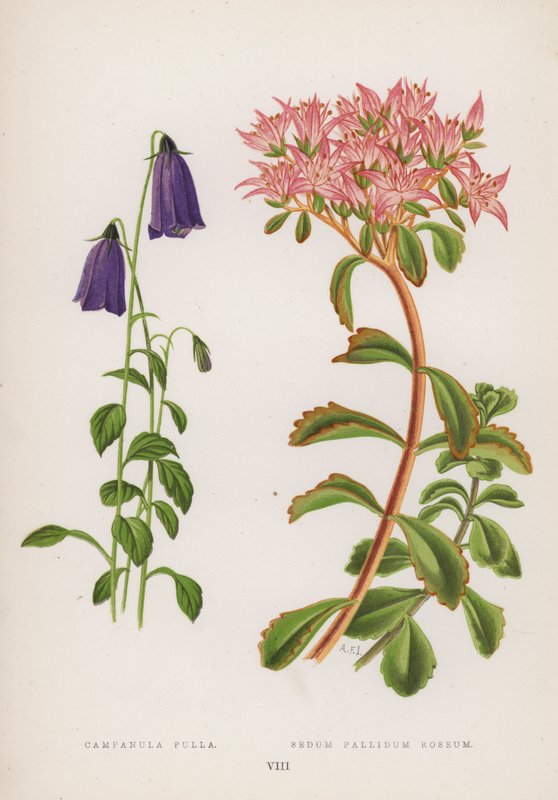 Campanula Pulla; Sedum Pallidum Roseum door English School