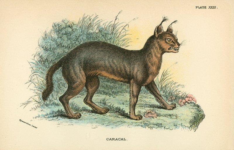 Caracal door English School