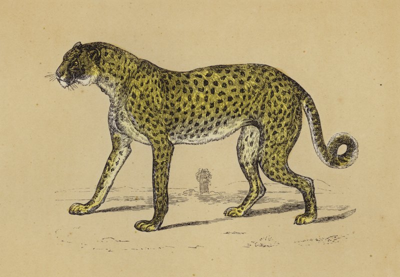 Cheetah door English School