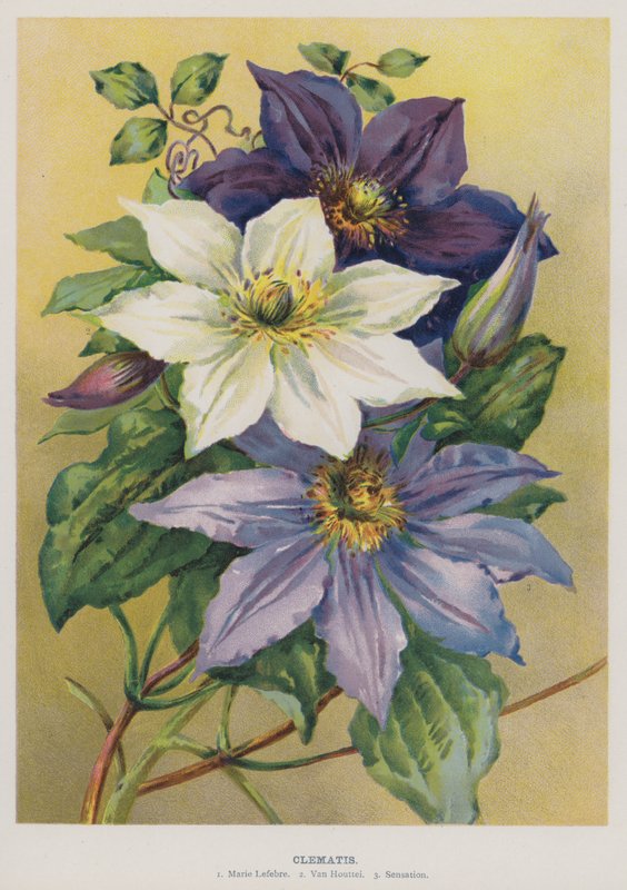 Clematis door English School