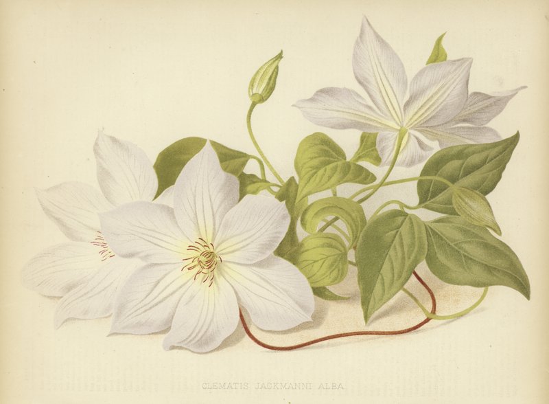Clematis Jackmanni Alba door English School