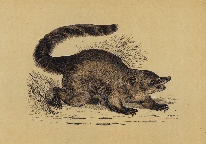 Coati door English School