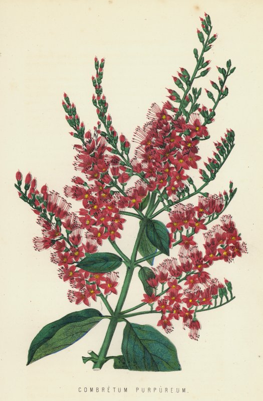 Combretum Purpureum door English School