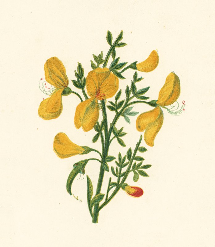 Brem, Cytisus Scoparius door English School