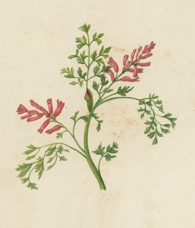 Gewone Duivenkervel, Fumaria Officinalis door English School