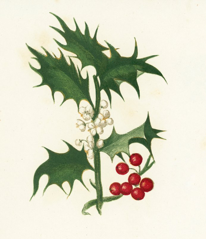 Hulst, Ilex Aquifolium door English School