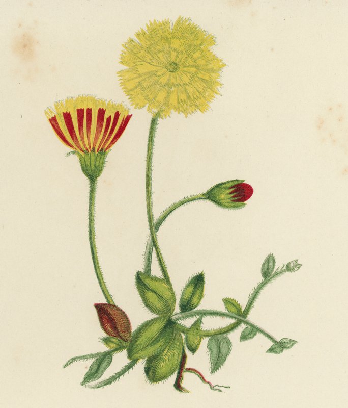 Gewone Muizenoor Havikskruid, Hieracium Pilosella door English School