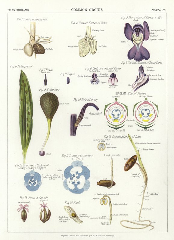 Gewone Orchis door English School