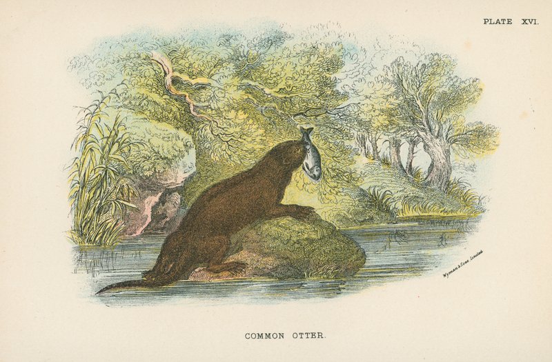Gewone Otter door English School