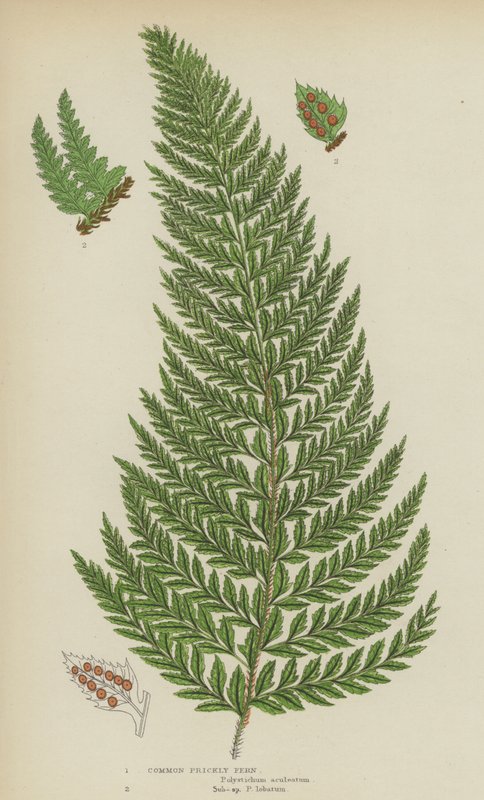 Gewone Stekelvaren (kleur litho) door English School