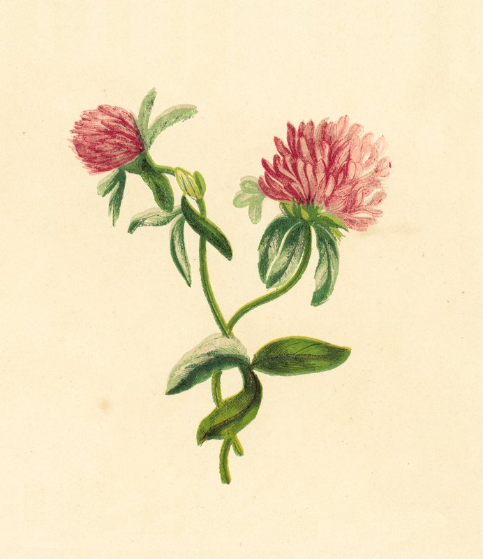 Gewone Rode Klaver, Trifolium Pratense door English School