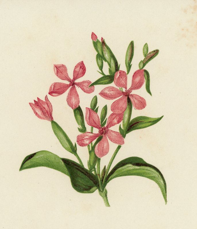 Zeepkruid, Saponaria Officinalis door English School