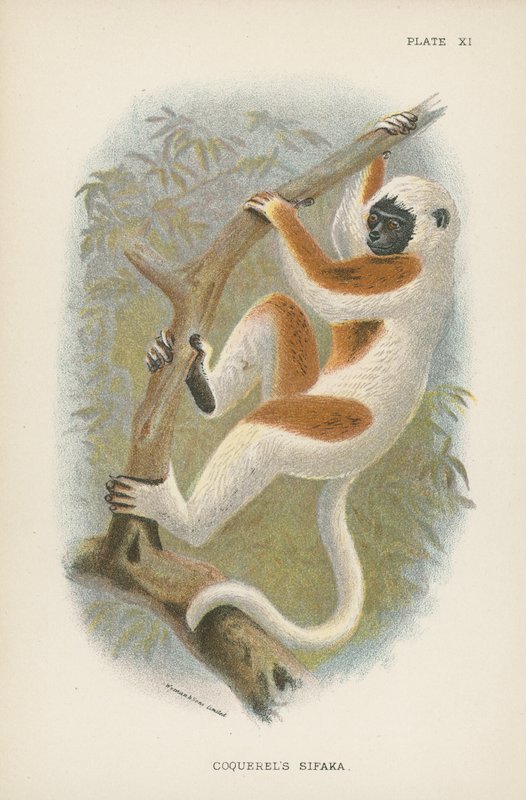 Coquerels Sifaka door English School