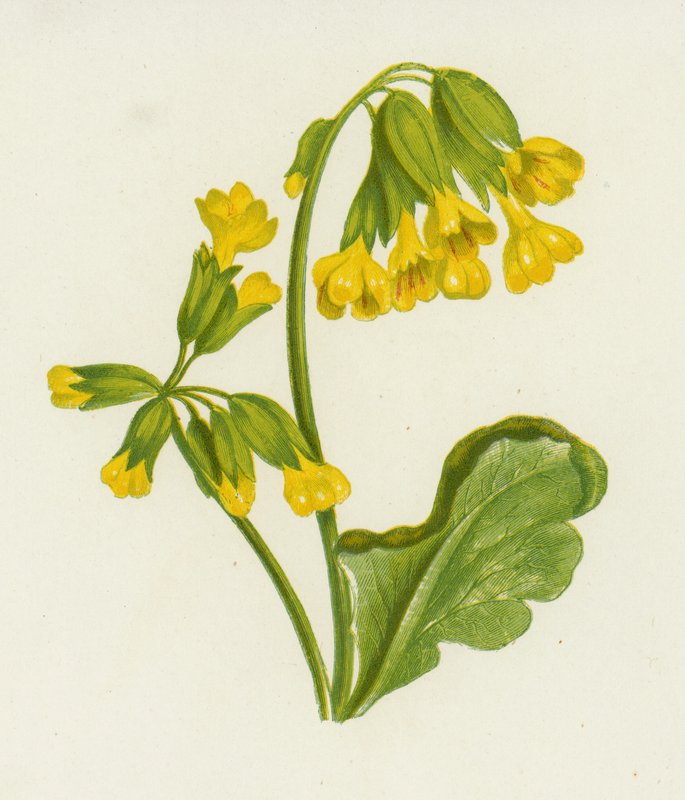 Sleutelbloem, Primula Veris door English School
