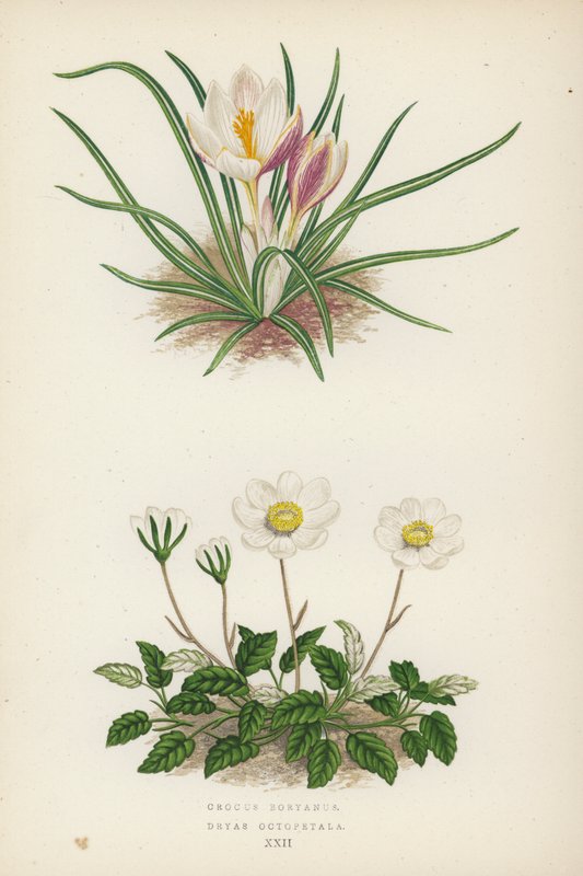 Crocus Boryanus; Dryas Octopetala door English School