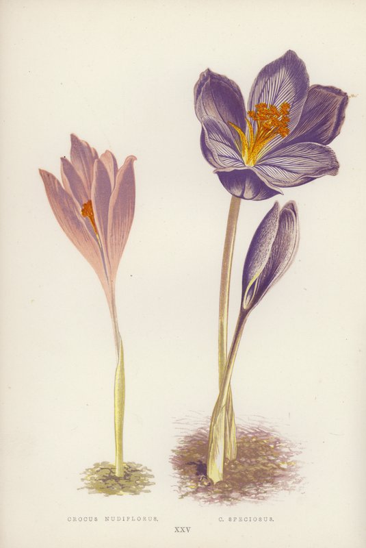 Crocus Nudiflorus; C Speciosus (kleur litho) door English School