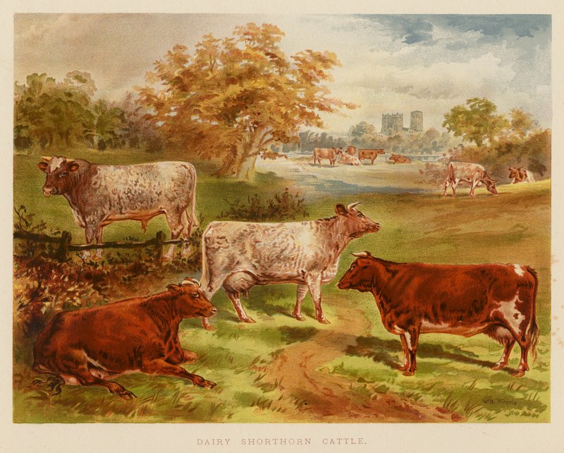 Dairy Shorthorn-vee door English School