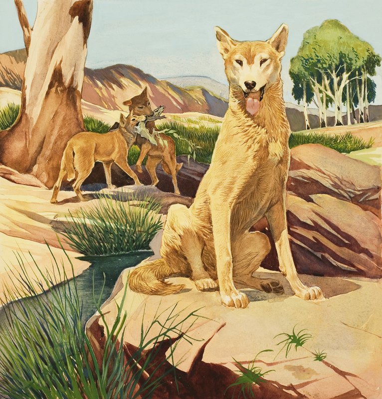 Dingo door English School