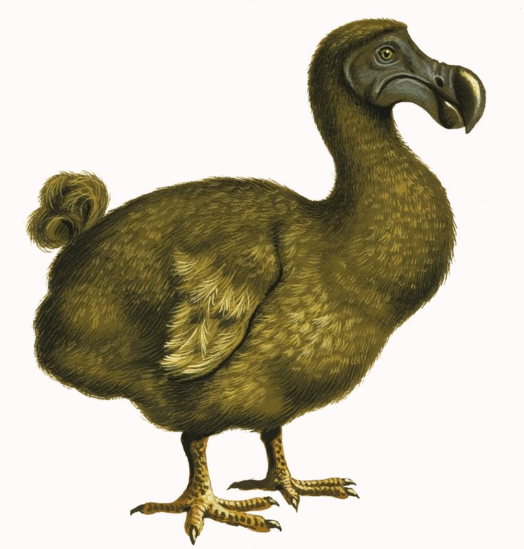 Dodo door English School