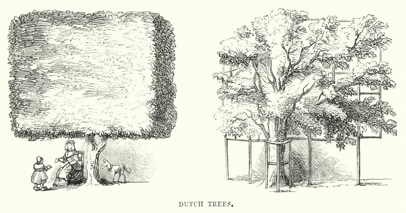 Nederlandse Bomen (gravure) door English School