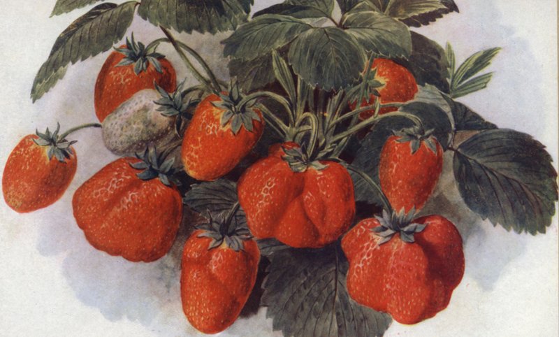 Vroege Aardbei, "King George" (kleur litho) door English School