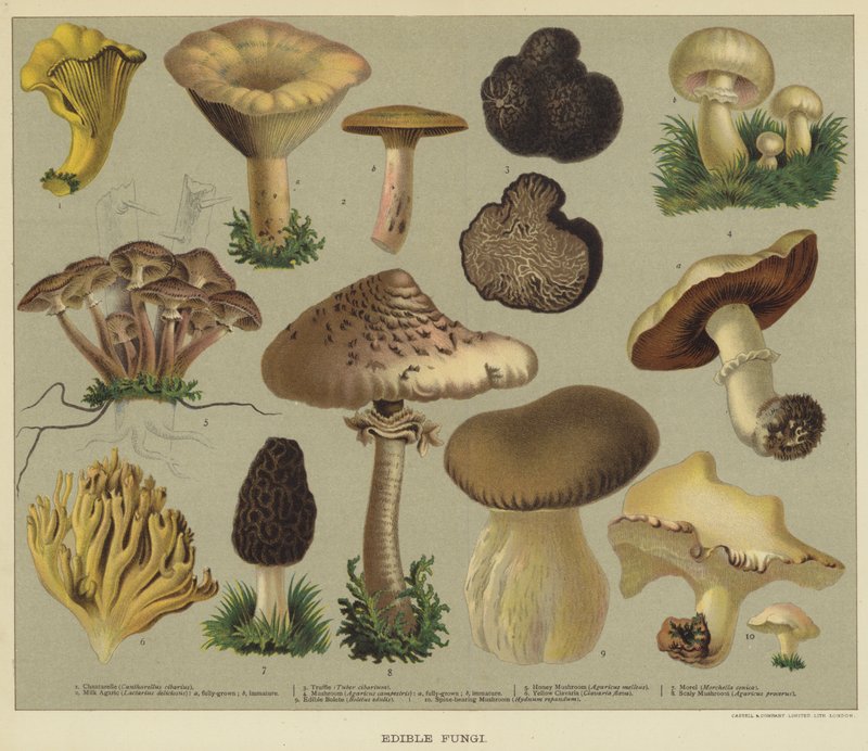 Eetbare paddenstoelen door English School