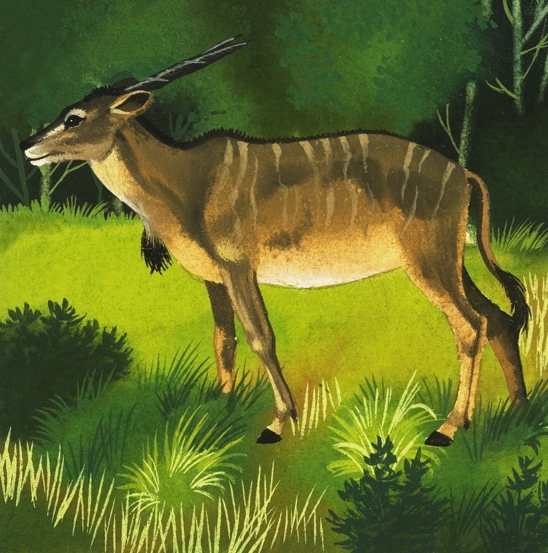 Elandantilope door English School