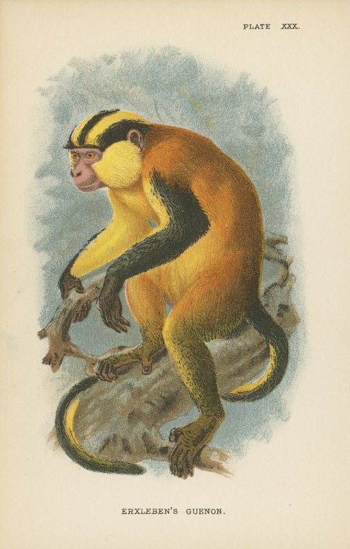 Erxlebens Guenon door English School