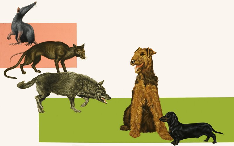 Evolutie van de hond door English School