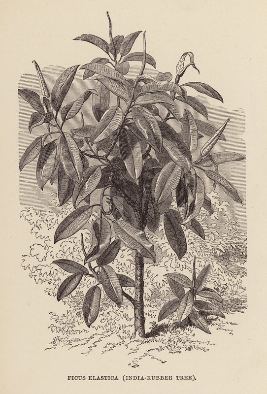 Ficus Elastica, rubberboom door English School
