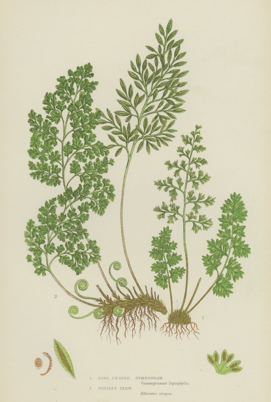 Fijnbladige Gymnogram, Peterselievaren (kleur litho) door English School