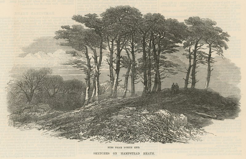 Dennen bij noordelijk einde, Hampstead Heath door English School