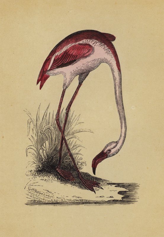 Flamingo door English School
