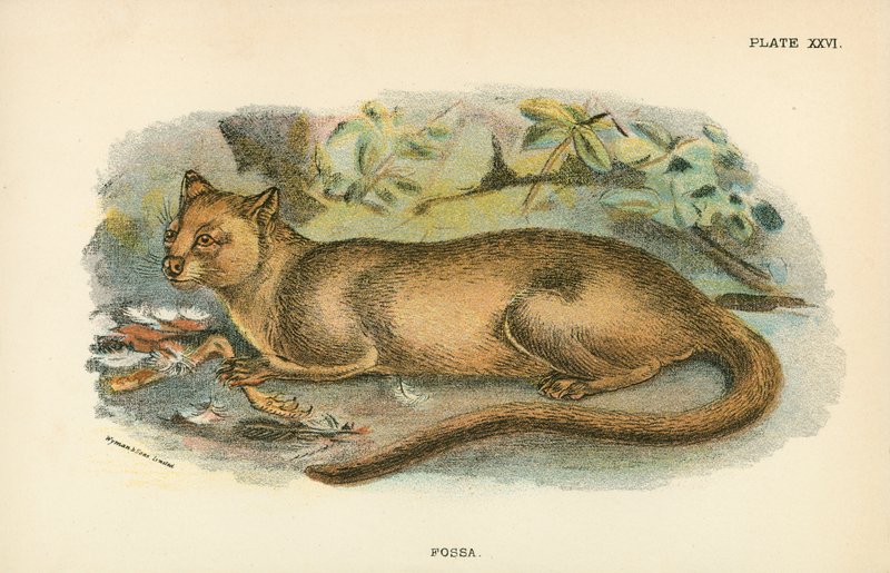 Fossa door English School