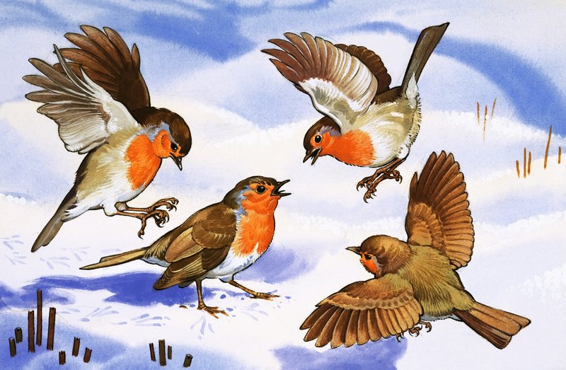 Vier roodborstjes in de sneeuw door English School