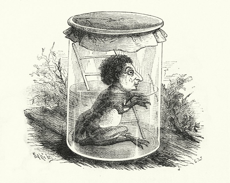 Kikker in een pot door English School