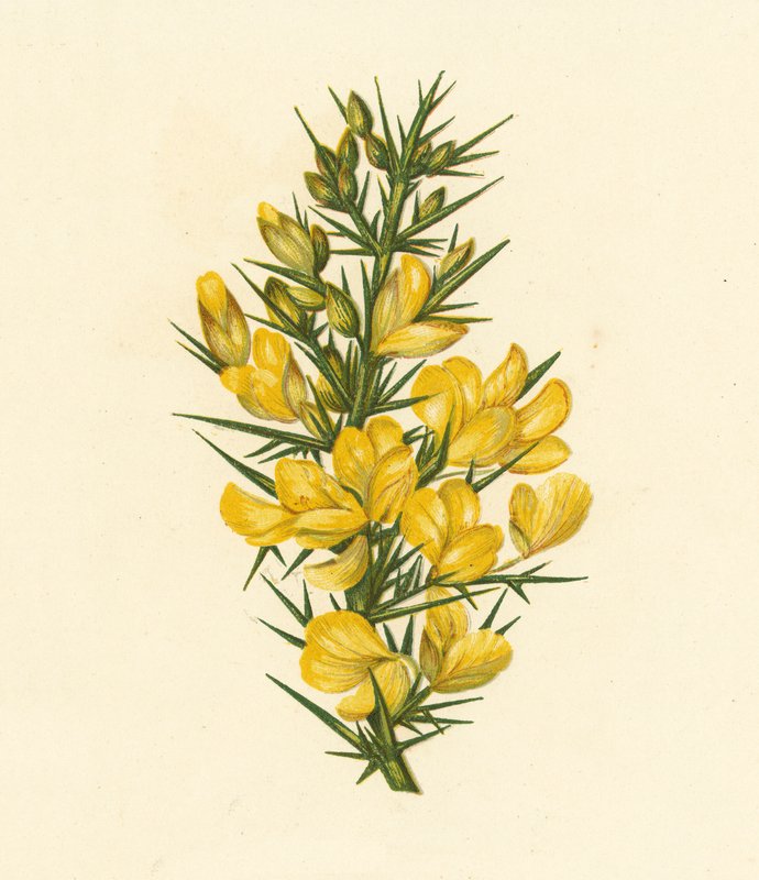 Gaspeldoorn, Ulex Europaeus door English School