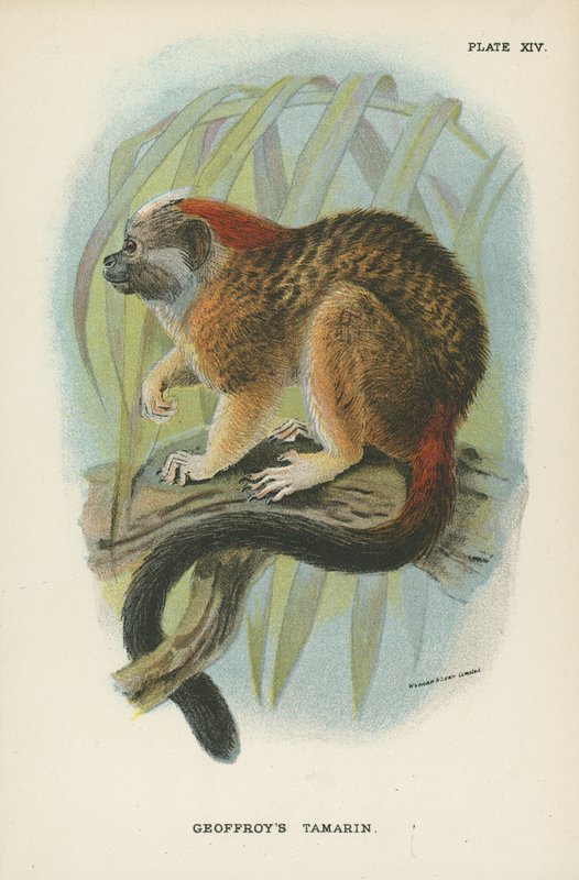 Geoffroys Tamarin door English School