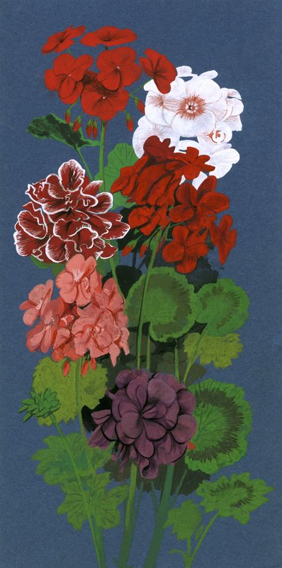 Geraniums door English School