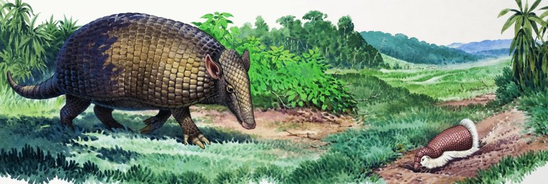 Reuzenarmadillo en feeënarmadillo door English School