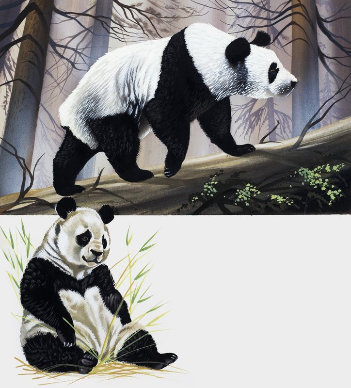 Reuzenpanda door English School